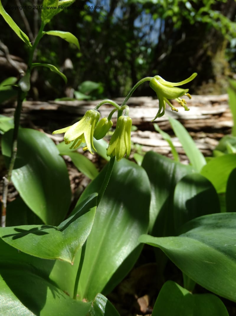 Clintonia borealis, Davidson, C 13070--North Carolina. Trans. Co. Devils Courthhouse. 21 May 2015. DSC07059 (10).JPG