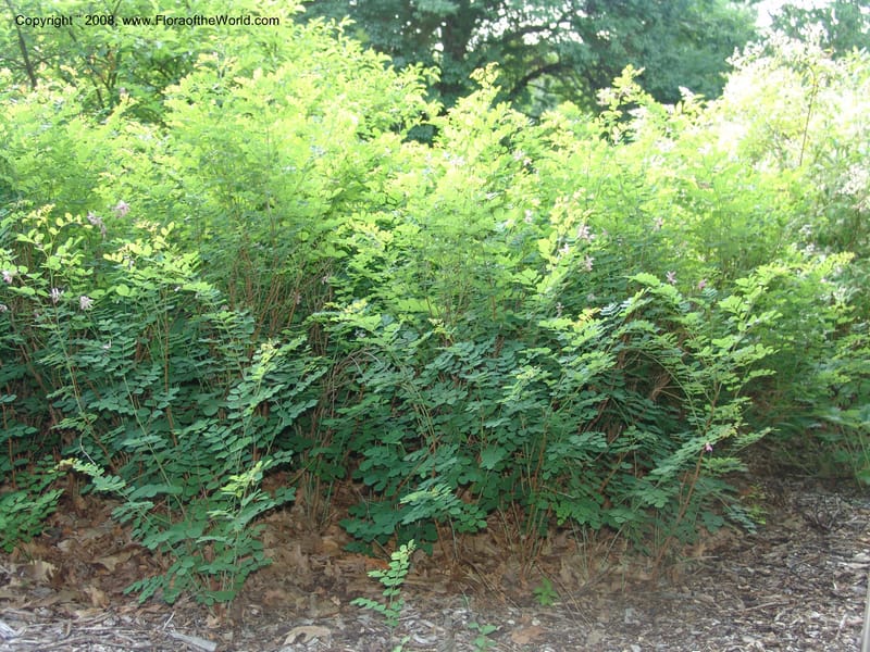 Indigofera kirilowii--IL. Chicago. Morton Arboretum. 1 Jul 05. 189.jpg