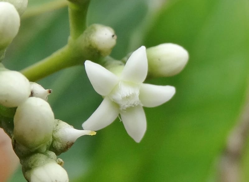 Neuburgia, Lowry, P 7330--Fiji. Delaikoro Mtn. 3 Nov 2015. DSC08393 (406).JPG