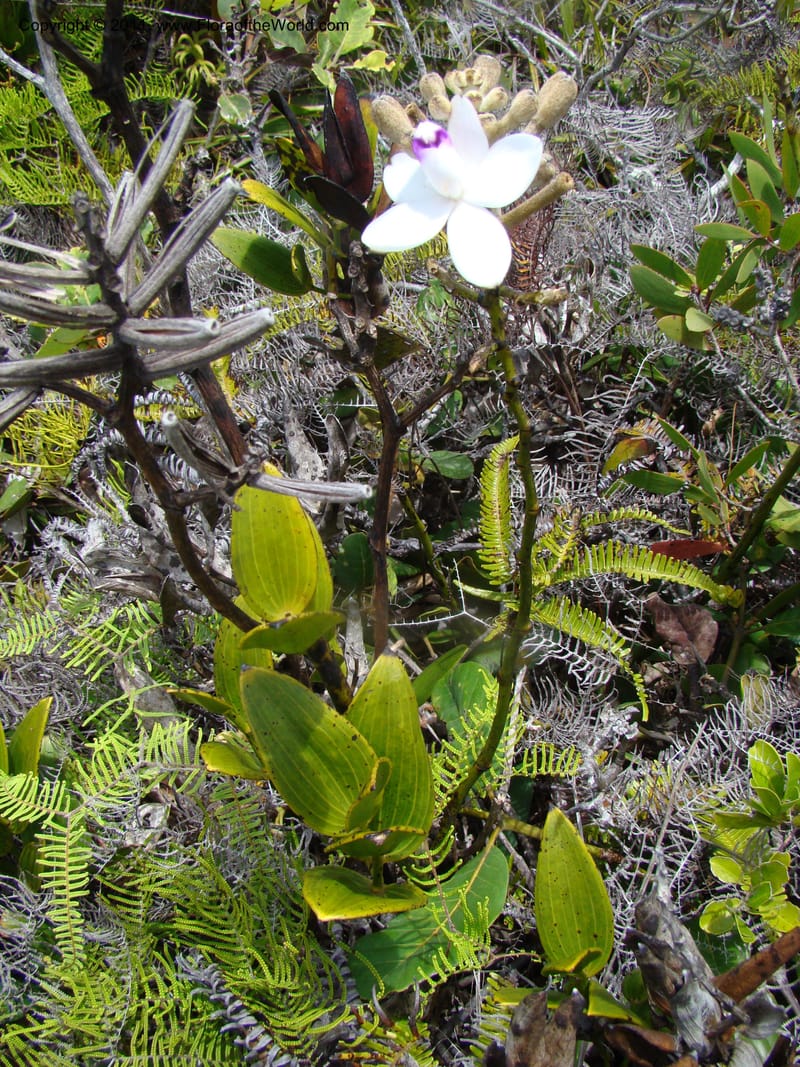 Eriaxis rigida,  Munzinger, J 4772--New Caledonia, Prov N, Col d'Amoss,  14 Nov 2007, 185 (13).jpg