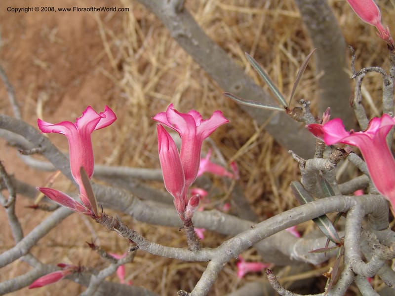 Adenium obesum--Tanzania. Hwy B1, 25 km SE of Kifaru. 28 Jun 04. 301.jpg