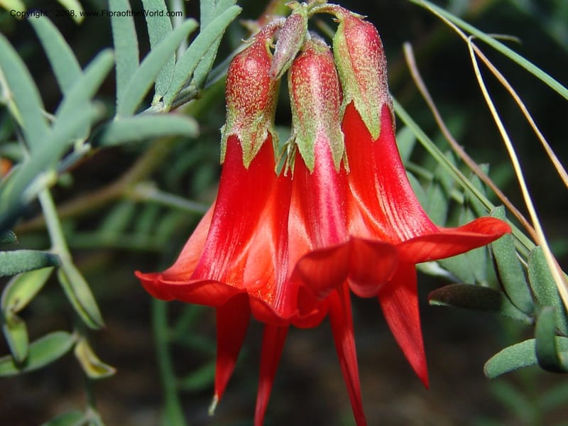 Sutherlandia montana--So.Africa. E. Cape. Joubert's Pass, SE of Lady Gray. 9 Mch 05. 297.jpg