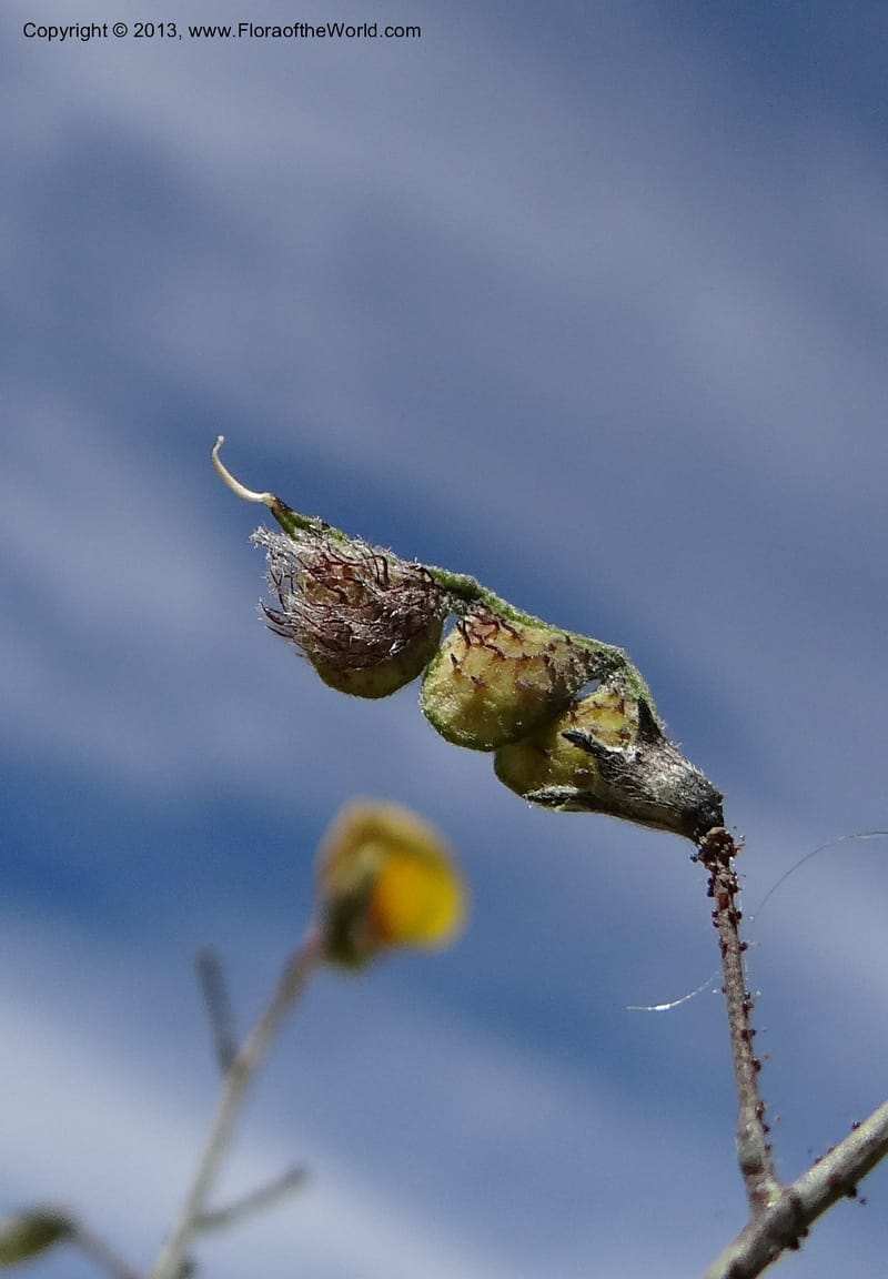Adesmia, WDS 34191--Chile. Cta. 115. La Laguna. 22 Feb 2013. DSC02595 (58).JPG