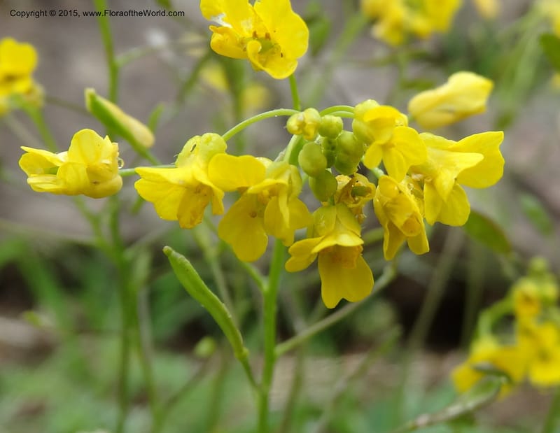 Draba hispida, Davidson, C 12492--Georgia (Caucasus). Koslitavi, branch of Merisi Gorge. 11 Jun 2014. DSC08456 (142).JPG