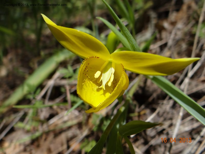 Calochortus amabilis, Davidson, C 12123--USA, California, Napa Co. 16 Apr 2013  9999 (7).JPG
