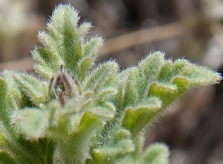 Glandularia gooddingii, C. Davidson 13980--AZ. Pima Co. Mt. Lemmon. Molino View Parking. 8 Apr 2019. DSC (180).JPG