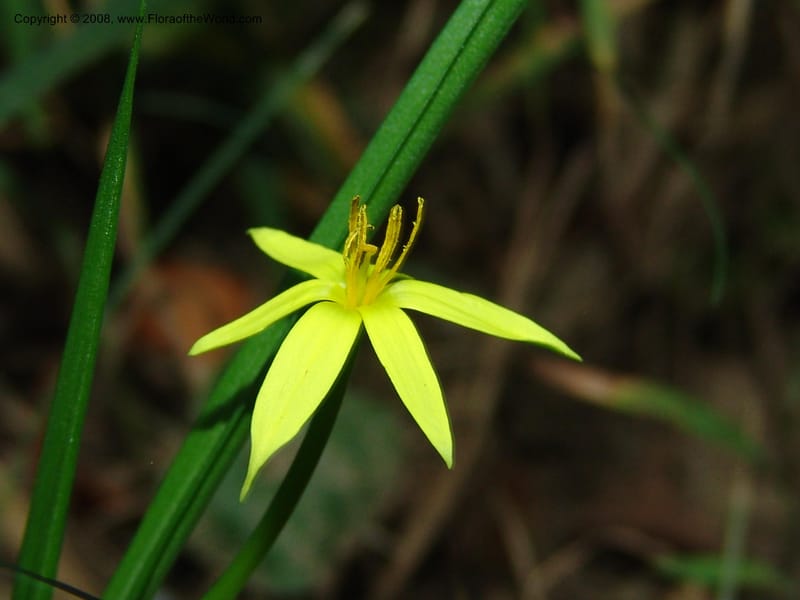 Spiloxene trifurcillata--So.Africa. E. Cape. Maitland Nat.Res. 5 Mch 05. 142.jpg