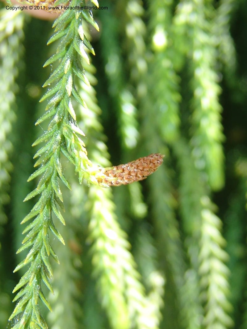 Dacrydium cupressinum--CA. Mendocino Co. Mendocino Coast Bot. Garden. 25 Jun 06. 125.jpg