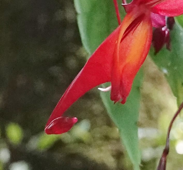 Impatiens, C. Davidson 13908--Gabon. M de C. Sent. Andok. 28 Oct 2018. DSC09339 (336).JPG