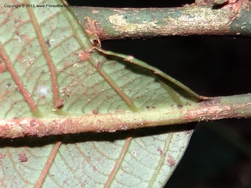 Rinorea, VC 5620--Thailand. Surat Thani Prov. Khlong Phanom Nat. Park. 15 Nov 2012. DSC09389 (241).JPG