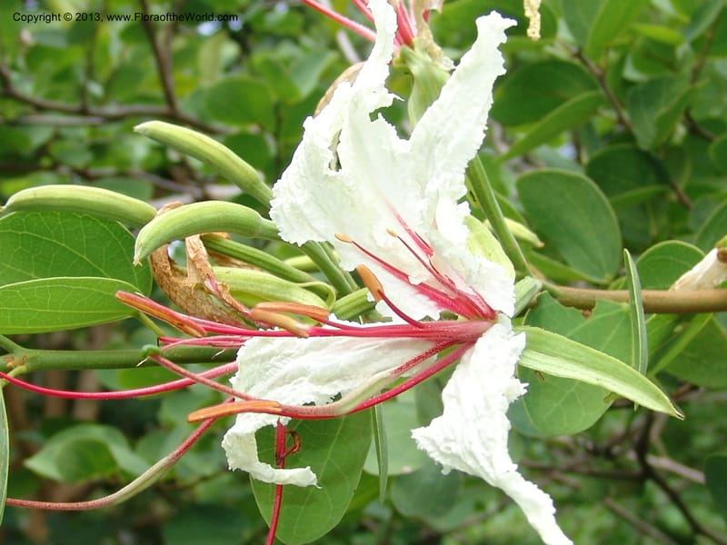Bauhinia petersiana ssp macrantha--So.Africa. Lowveld Nat. Bot. Gard. 2. 14 Mch 05. 141.jpg