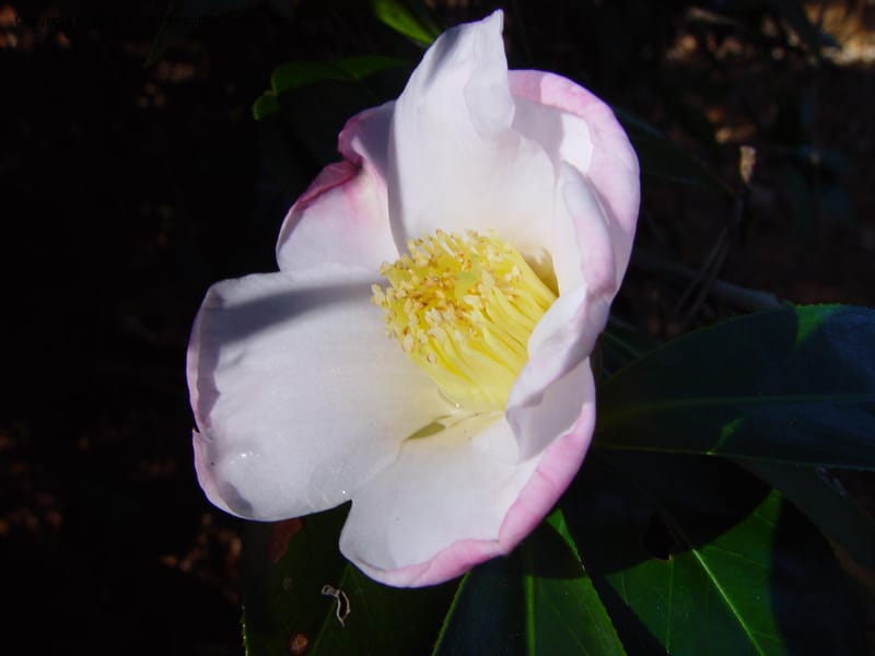 Camellia saluenensis 'Apple Blossom'--FL. Harry Leu Gardens, Orlando. 5 Jan 03. 043.jpg