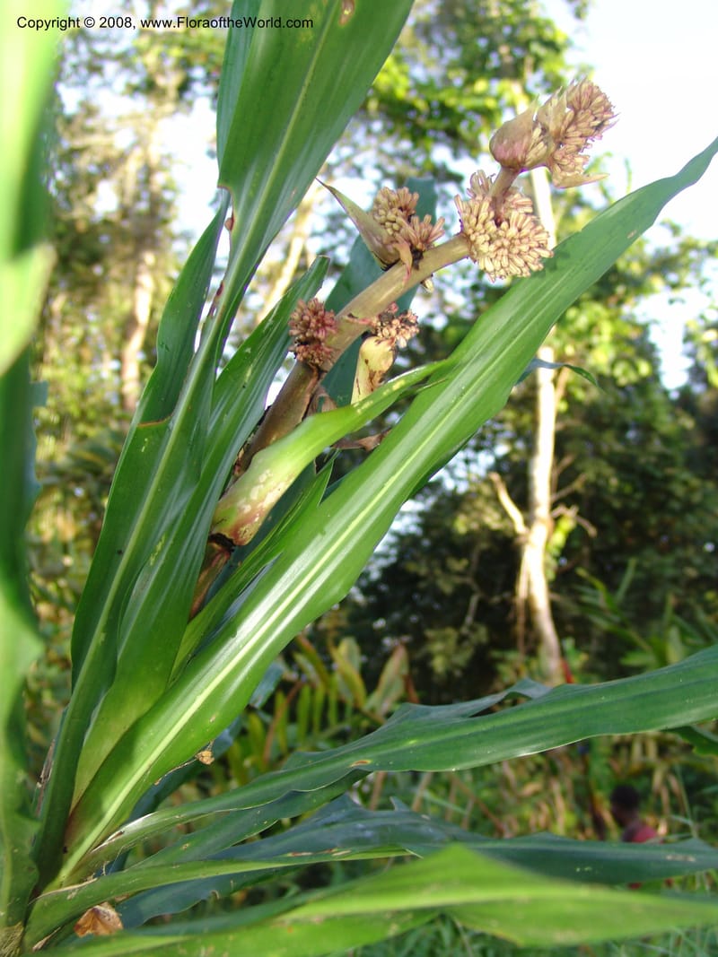 Dracaena, R.Gereua6882--Tanz. Ulanga Dist. Nawenge For. Res. W of Mahenge. 19 Feb 06. 134.jpg