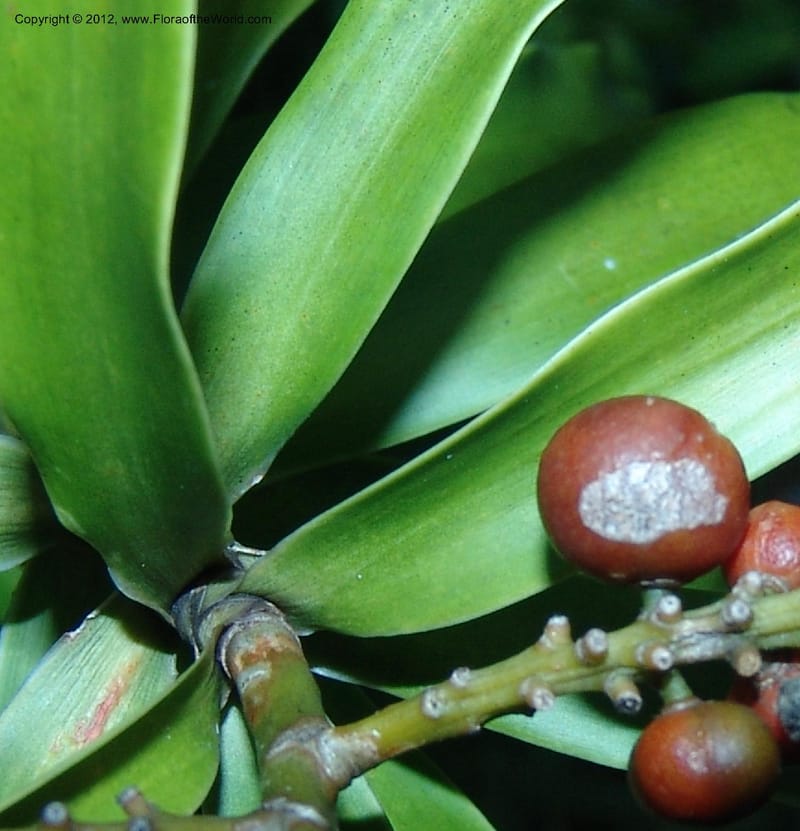Dracaena sp. unk., Not collected-Madagascar 18 Jan 2006  185 (5).jpg