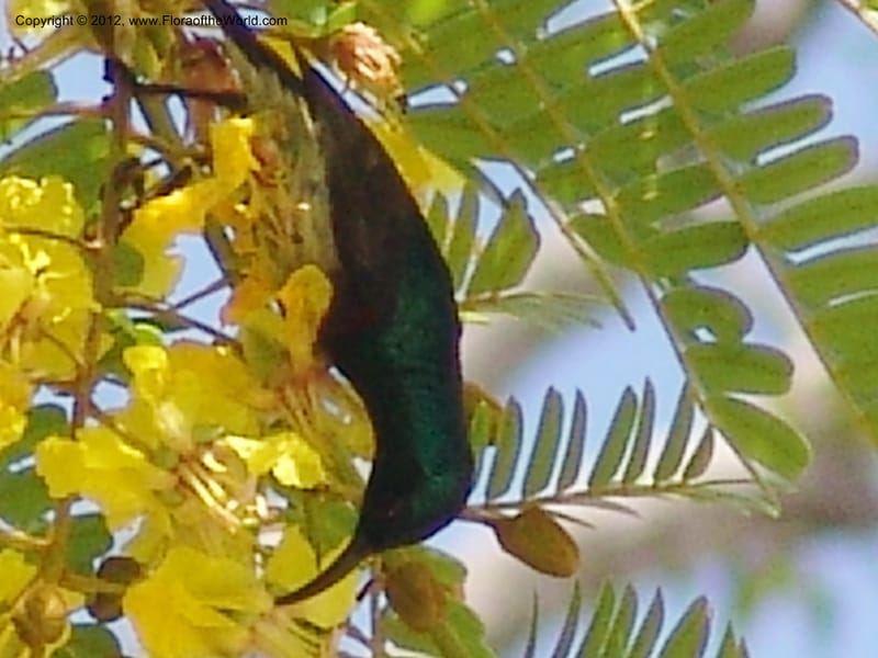 Peltophorum dasyrachis, Rogers, Z 1177--Madagacar. Antsir. Nosy Be. Lokobe Forest. Sunbird. 15 Nov 06. 232 (4).jpg