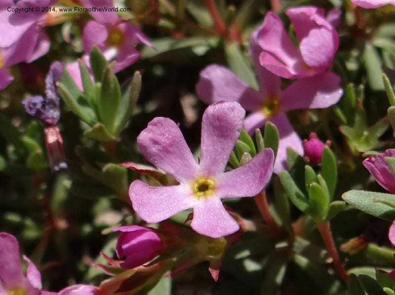 Douglasia, Davidson, C 12194--ID. Boise Co. Scott Mtn. Lookout Road. 18 Jun 2013. DSC06609 (97).JPG