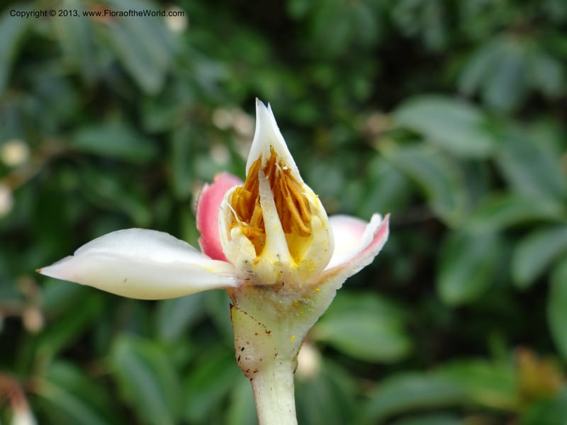 Anneslea fragrans, VC 5499--Thailand. Chiang Mai. Doi Inthanon Nat. Park. 8 Nov 2012. DSC07747 (158).JPG