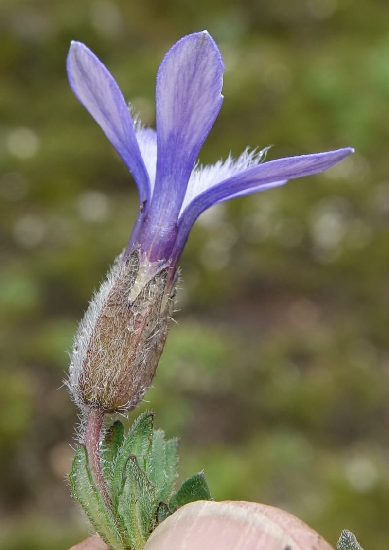 Cyananthus incanus, D. Boufford 44022--China. Sichuan. Daocheng Xian. 14 Aug 2017. DSC05676 (219).JPG