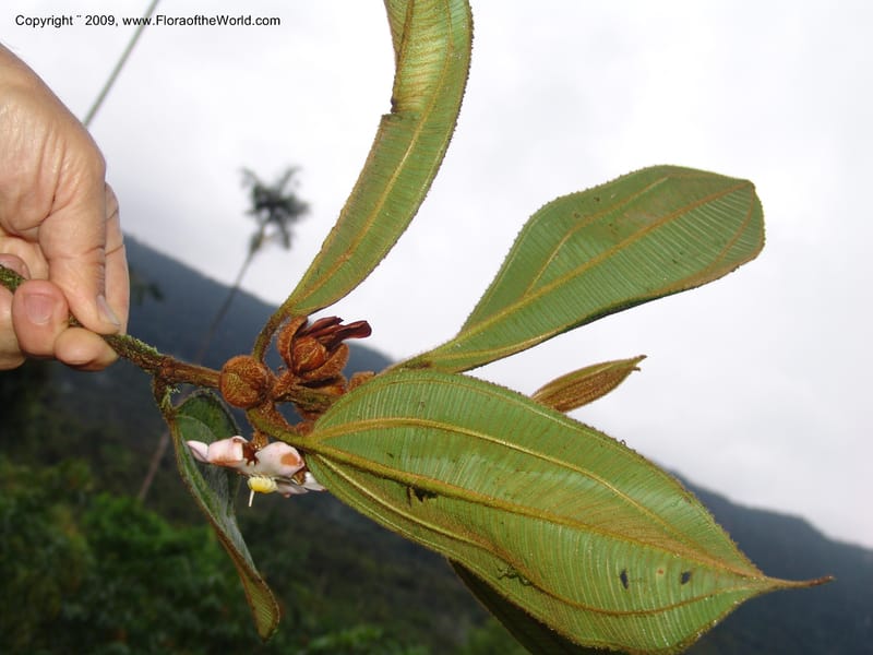 Blakea, TCroat98619--Ecuador. Prov. Zamora Ch. Rio Nangaritza ca Las Orquideas. 15 Sep 07. 400.jpg