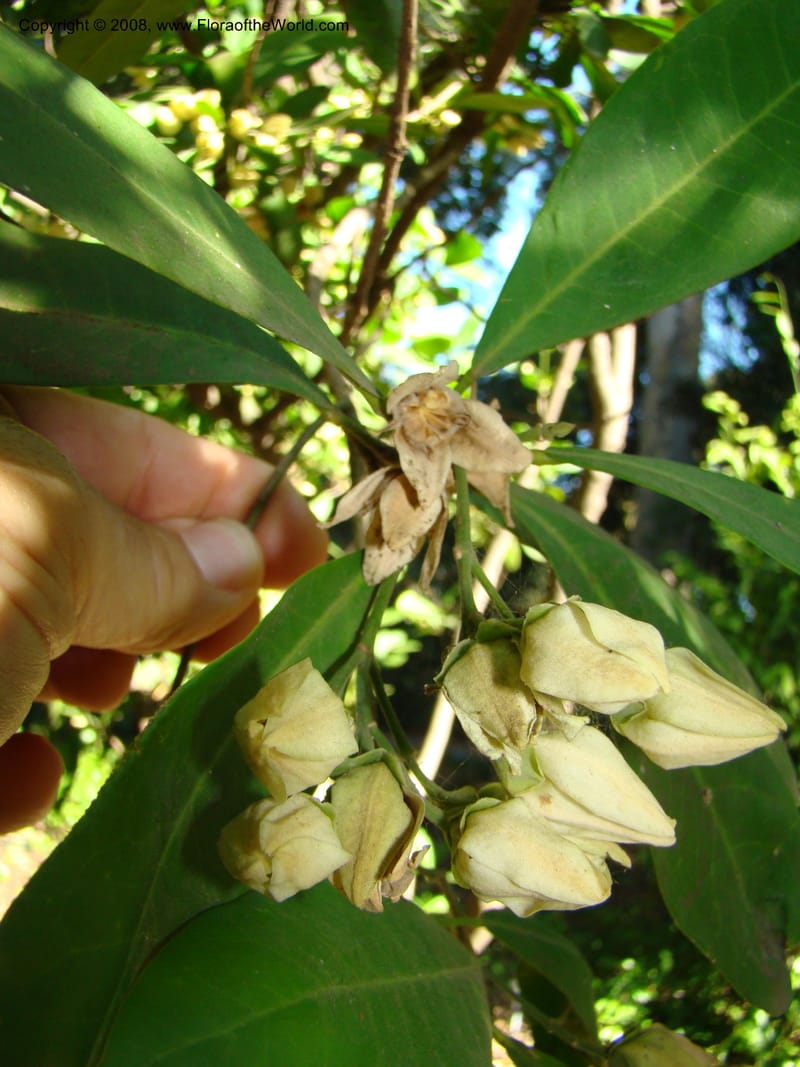 Medicosma cunninghamii--Australia. Royal Botanic Garden, Melbourne. 19-20 Mch 08. 156.jpg
