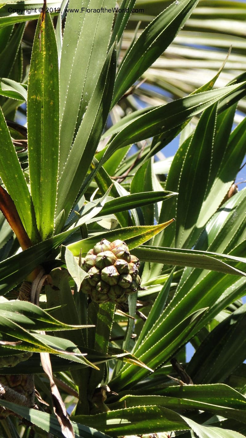 Pandanus vandamii--Madagascar. Tsimbazaza. 30 April 2010 002 (4).jpg