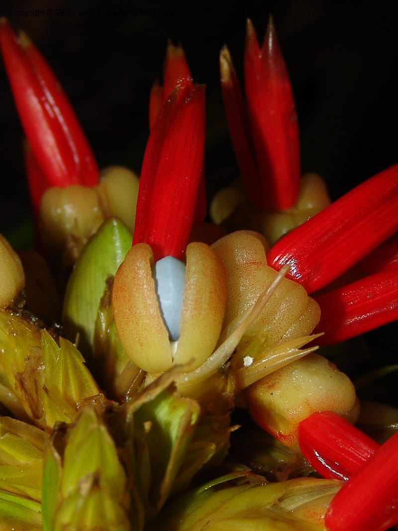 Calathea, Croat 96199--Ecuador. Edo. Guaya. Manglares Churute Ecol. Res. 21 Mar 06. 189 (4).jpg