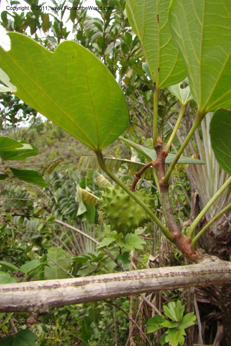 Byttneria, Rogers 1233--Madagascar. Prov. Fianarantsoa. Manakara-Irondro.15 Jan 09. 004.jpg