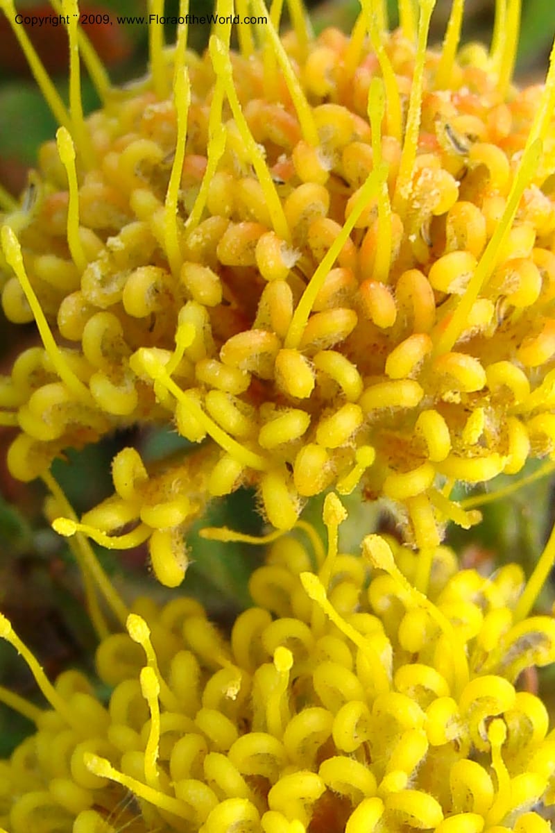 Leucospermum, Z. Rogers 1259--So. Africa. W. Cape. E of Stanford, Hermanus Rd. 19 Jan 09. 031.jpg
