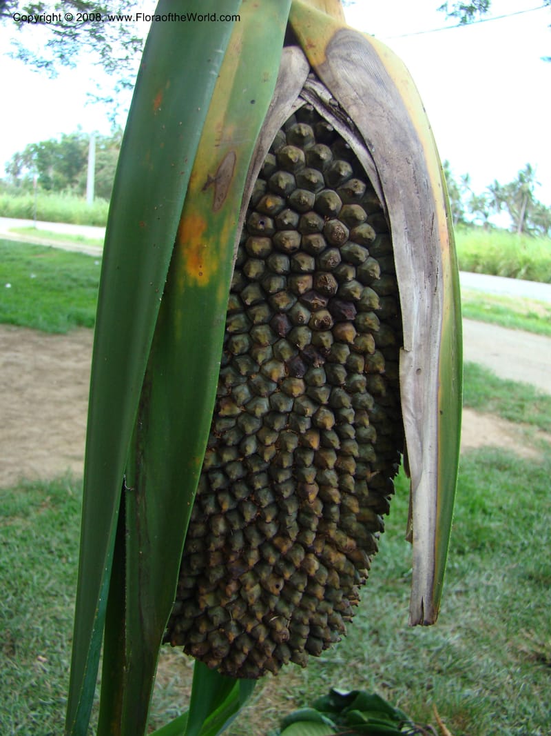 Pandanus, JMunzinger4821--New Caledonia. Col d'Amoss. 14 Nov 07. 135.jpg