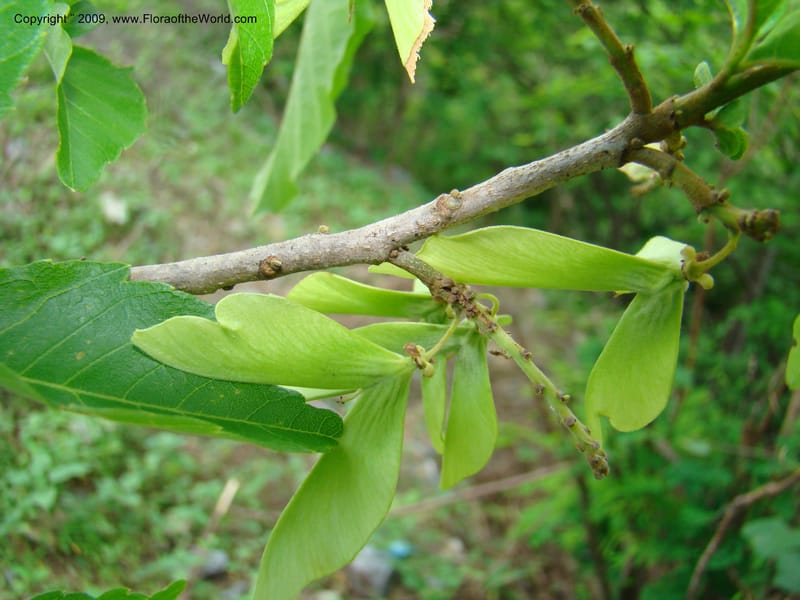 Thouinidium, WDStevens27328--Nicaragua. N.Segov. N of Ocotal, rd to Las Manos. 18 Jun 08. 041.jpg