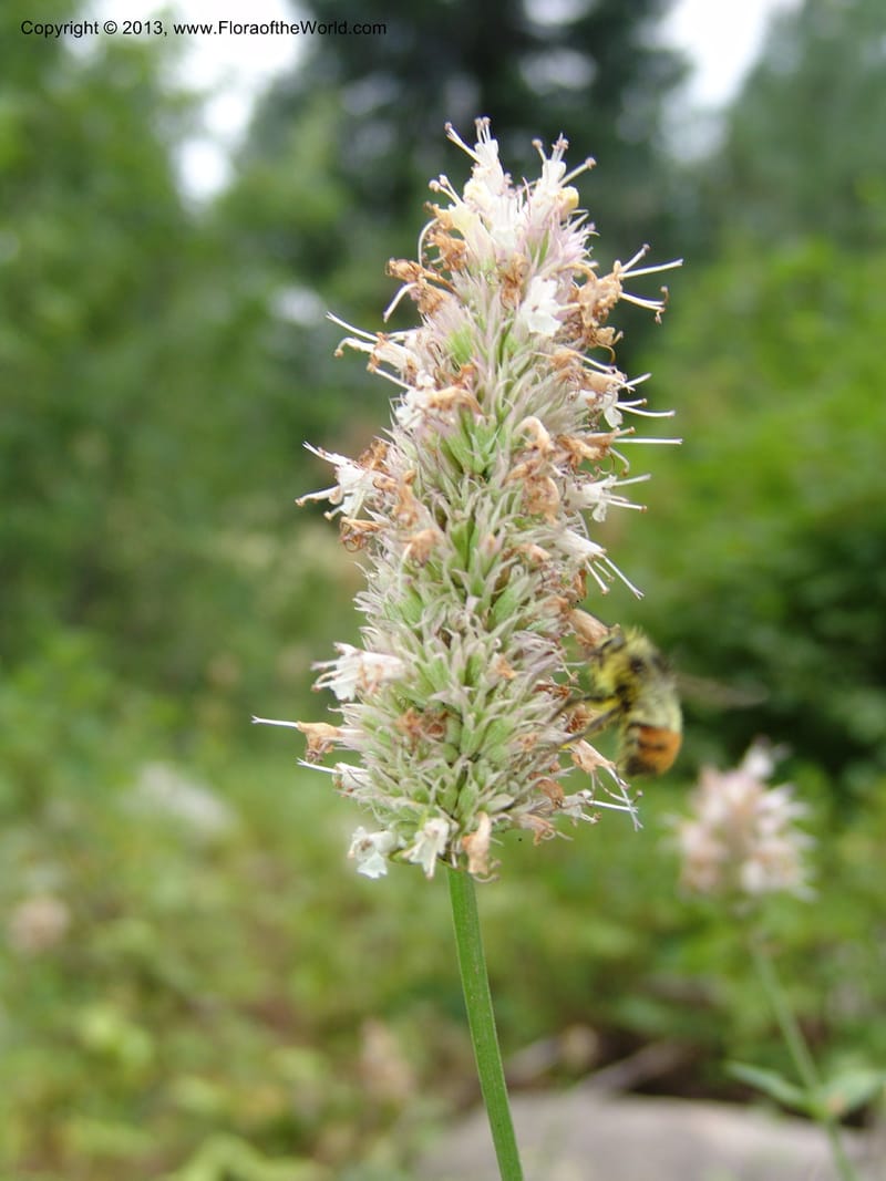 Agastache urticifolia, CDavidson11110--ID. Adams Co. For. Serv. Rd. 453, to Goose Lk. 20 Jul 07. 085.jpg
