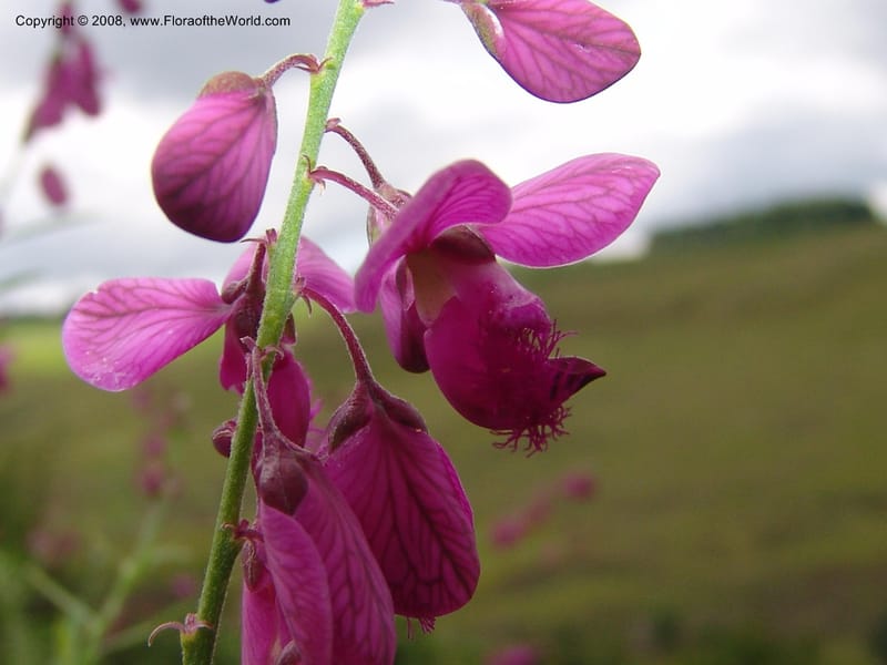Polygala virgata--So.Africa. KZN. Midl. Meand. Granny Mouse. 13 Mch 05. 031.jpg