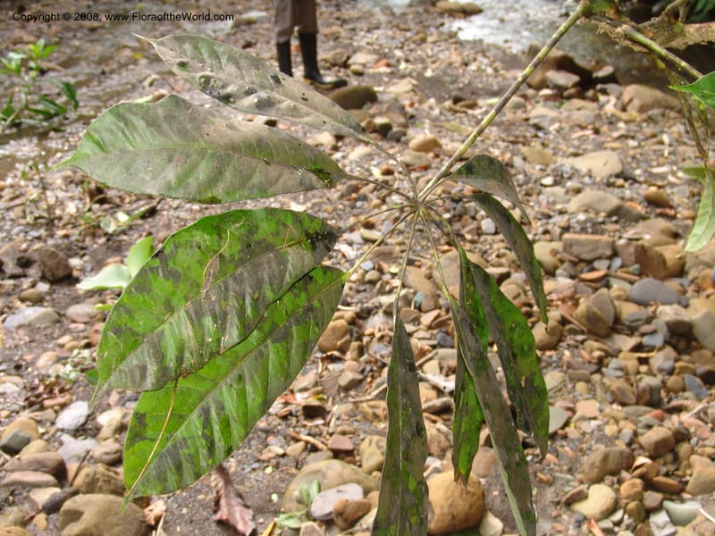 Schefflera, RVasquez32947--Peru. Pillcopata. Qbda Pini Pini. 29 Oct 07. 018.jpg
