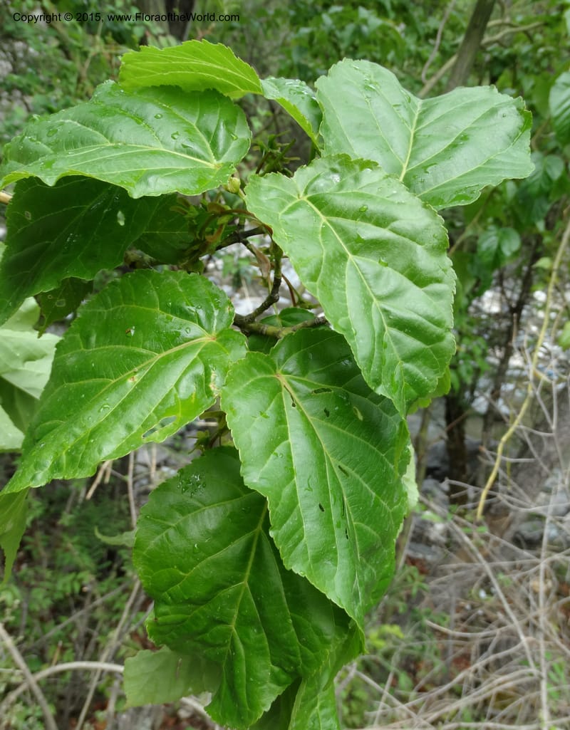 Acer davidii, Boufford, D 43630--China. Sichuan. LiXian. MiYaLuo. 9 May 2014. DSC04513 (176).JPG