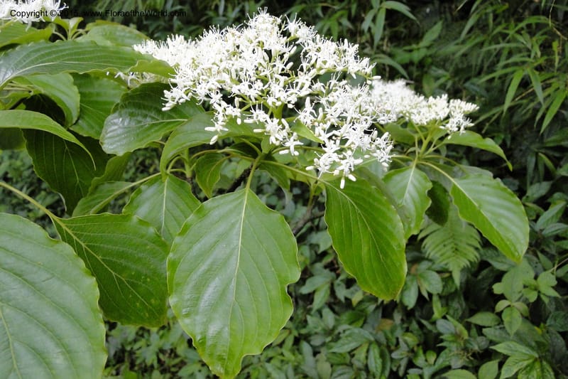 Cornus, Regalado 1829--Viet Nam. O-Quy-Ho Commune. 6 May 2011. 116 (4).jpg