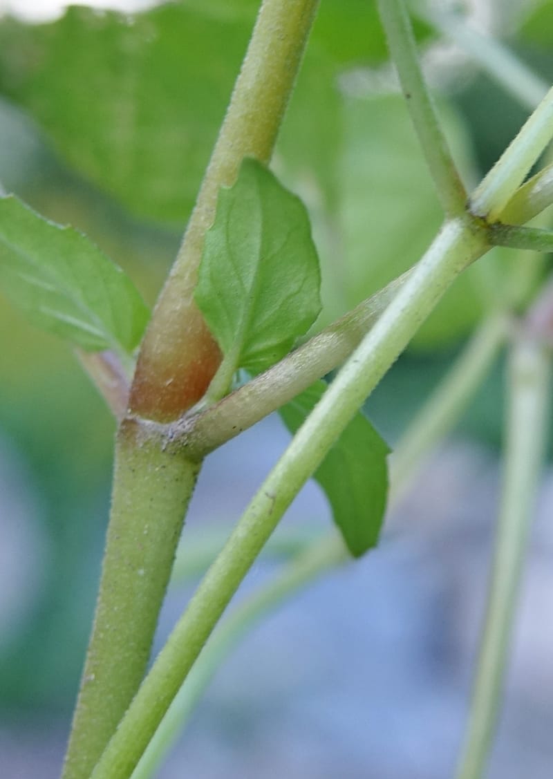Circaea alpina subsp. imaicola, C. Davidson 13756--China. Sichuan. Yibailingba-gou. 12 Aug 2017. DSC04660 (633).JPG
