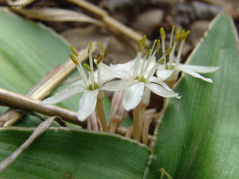 Chlorophytum tetraphyllum--Ethiopia. Bio, 6 km N of Modjo, rd twd Debre Zeit. 14 Jul 04. 036.jpg