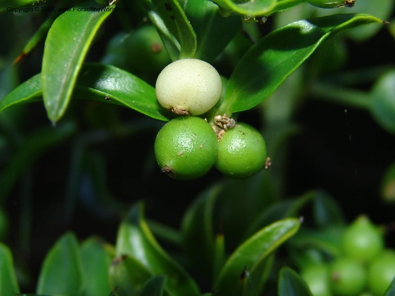 Azima tetracantha--So.Africa. E. Cape. Maitland Nat.Res. 5 Mch 05. 109.jpg