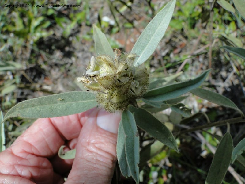 Croton, Stevens,  W. D 31106, Cerro Cora, 16 Mar 2011 1790 (12).JPG