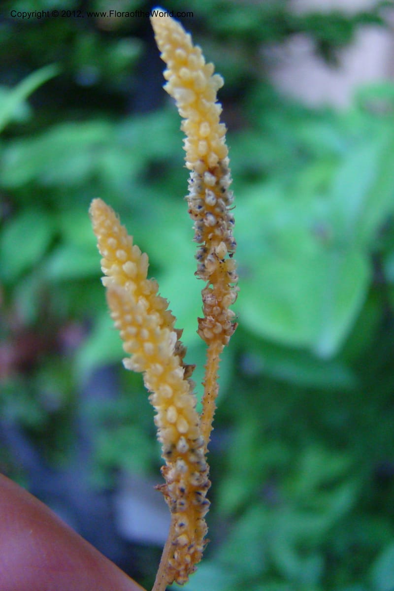 Epirixanthes, Regalado, 1690--Viet Nam. Quang Tri Prov. Dakrong Distr. DaKrong. 11 Apr 09. 197 (9).jpg