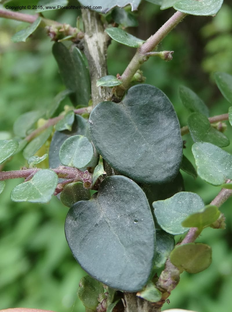 Lonicera, Boufford, D 43595--China. Sichuan. Tudiling Tunnel. 6 May 2014. DSC03860 (61).JPG