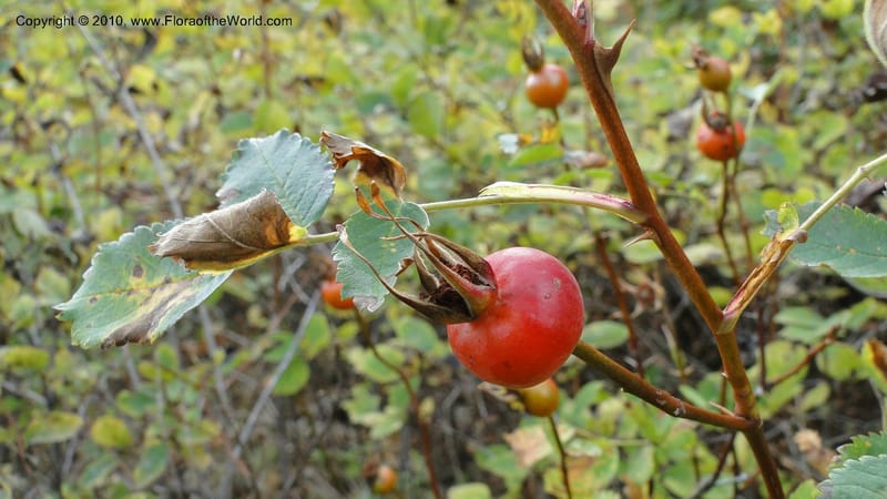 Rosa nutkana, C. Davidson 11814--OR. Hood River Co. Old Dalles Rd., 2 mi E of E. Side Dr. 10 Sep 10. 001 (61).jpg