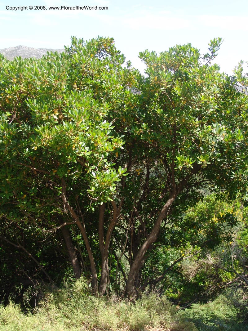Arbutus unedo--Crete. Ep. Kisamos. Sirikari Gorge. 25 May 05. 054.jpg