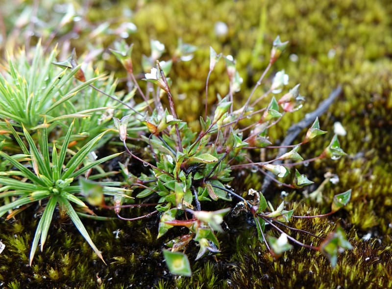 Phyllangium paradoxum, Davidson, V 13496--Australia. W. A. Two People's Bay Nat. Res. 29 Oct 2016. DSC06475 (97).JPG