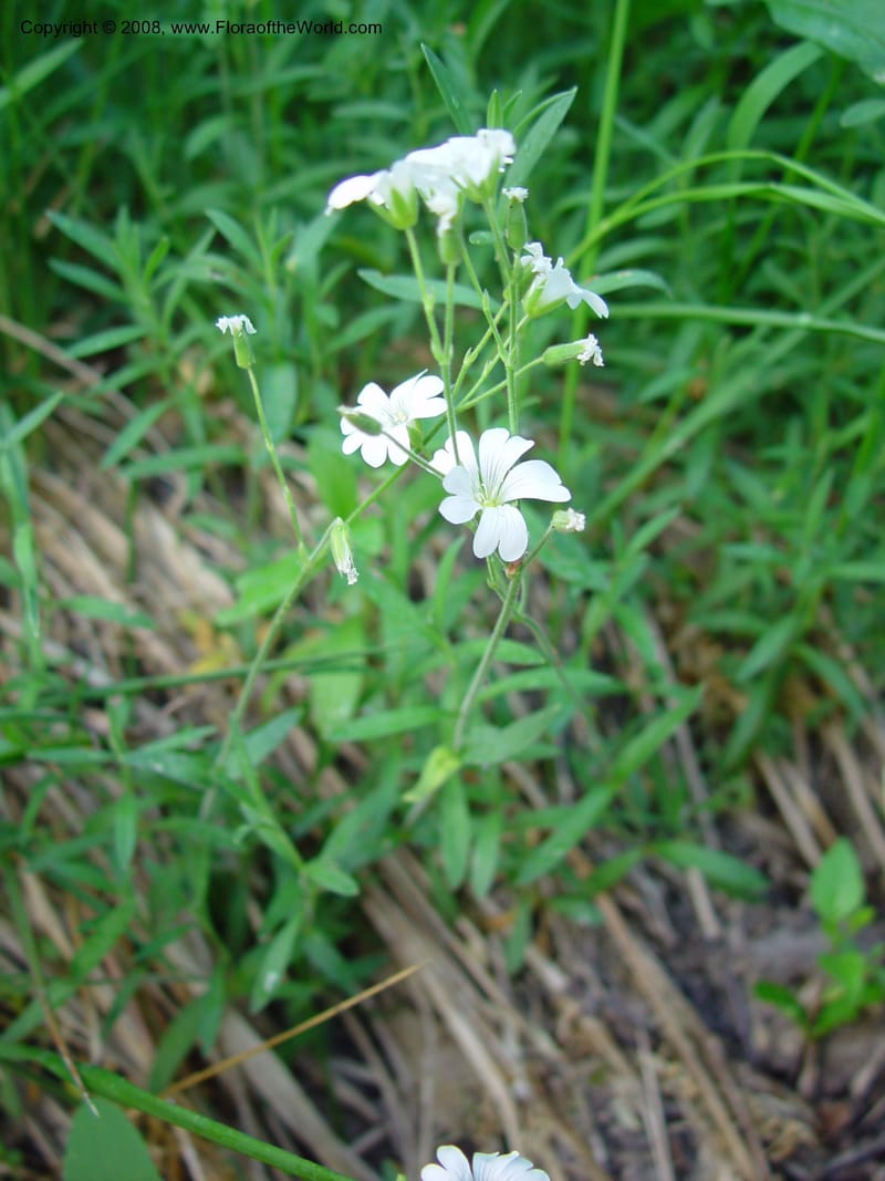 Cerastium--Italy. Tuscany. Ris. Nat. Basso Merse. 20 May 03. 190.jpg