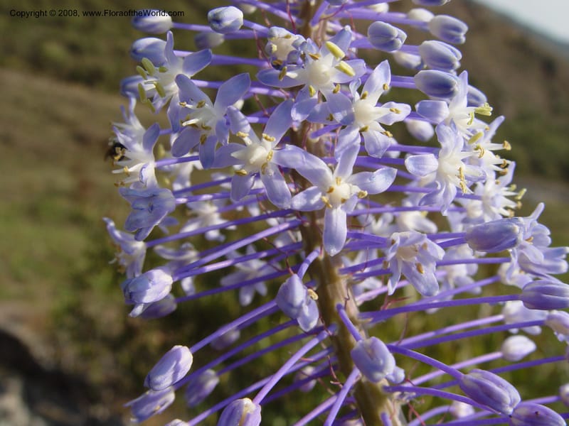 Scilla natalensis [Merwilla plumbea]--So. Africa. Drakensberg Mts. Giant's Castle. 4 Oct 03. 009.jpg