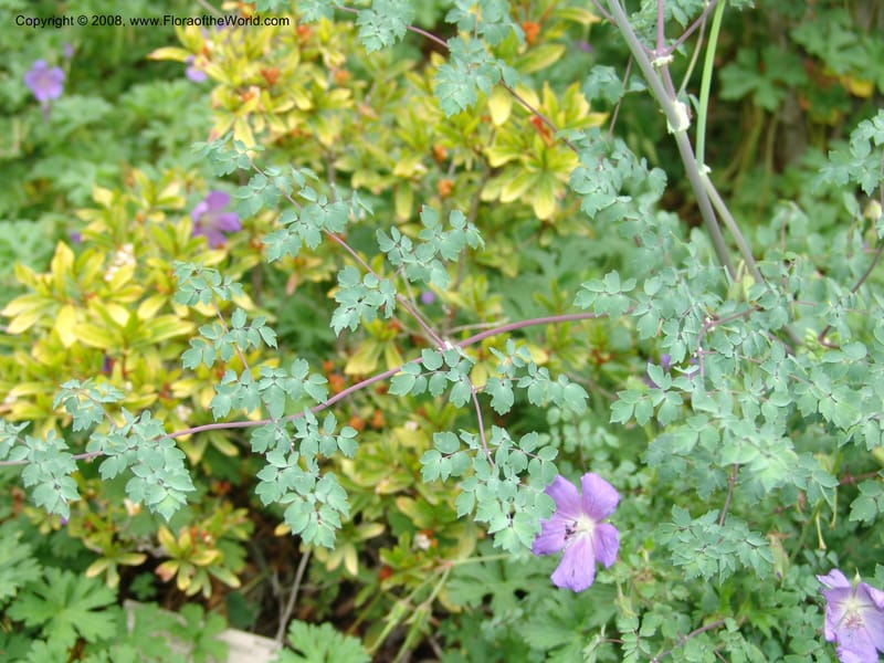 Thalictrum delavayi, 91.0343CA. UC Berkeley Bot. Garden.  30 Jun 06. 018.jpg