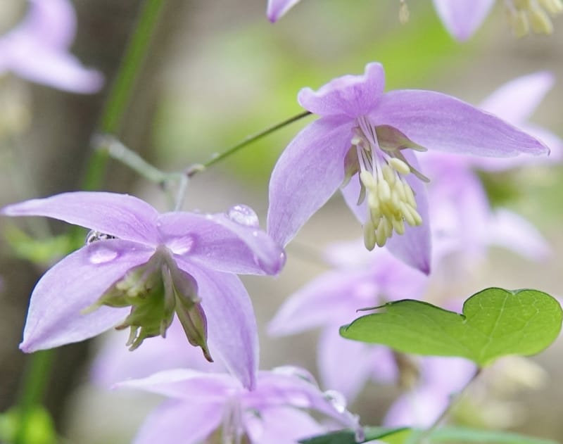 Thalictrum delavayi, C. Davidson 13765--China. Sichuan. Yibailingba-gou. 12 Aug 2017. DSC04660 (209).JPG