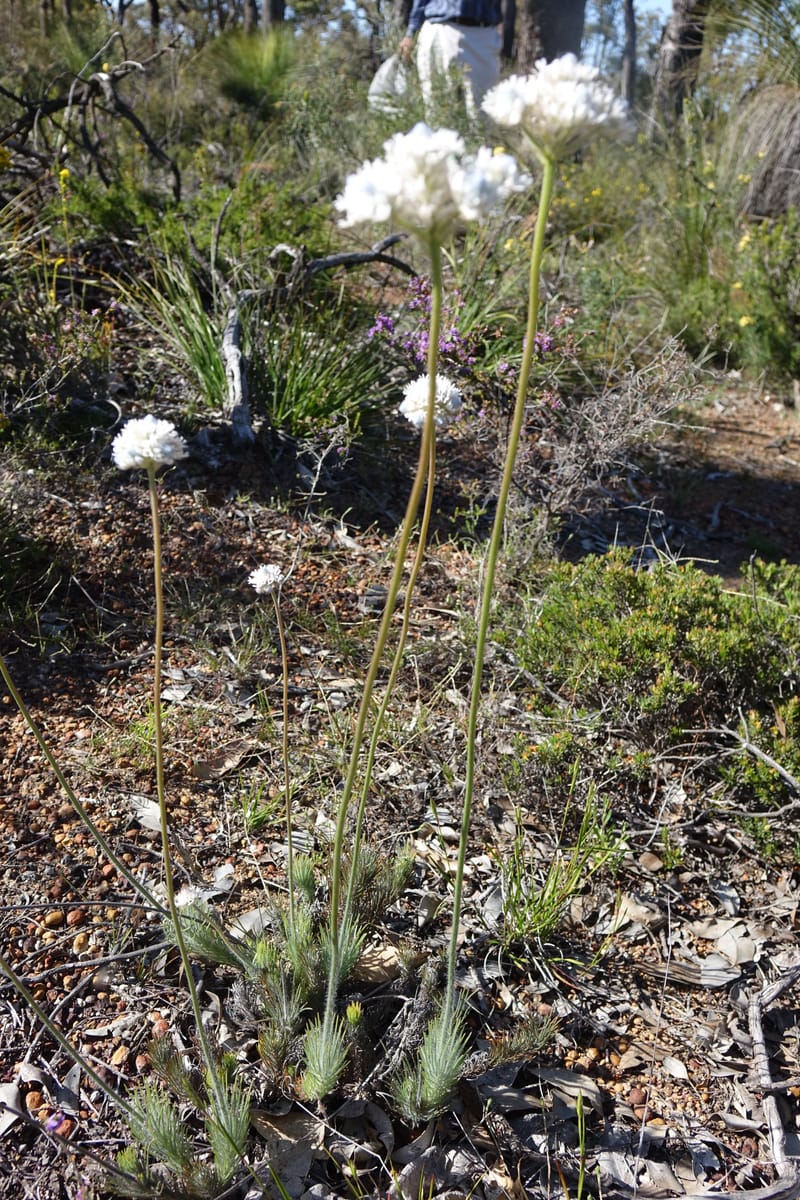 Isopogon dubius, C. Davidson 13384--Australia. W.A. Flora Rd. 22 Oct 2016. DSC03739 (191).JPG
