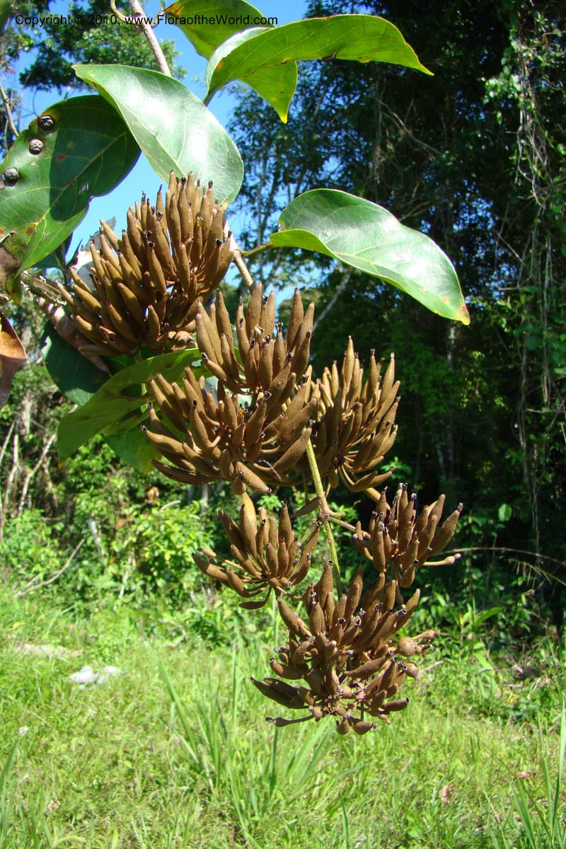 Uncaria guianensis, Vasquez 34702--Peru. Loreto. Dist. Nauta. Miraflores, Rio Tigre. 9 Nov 08. 083.jpg